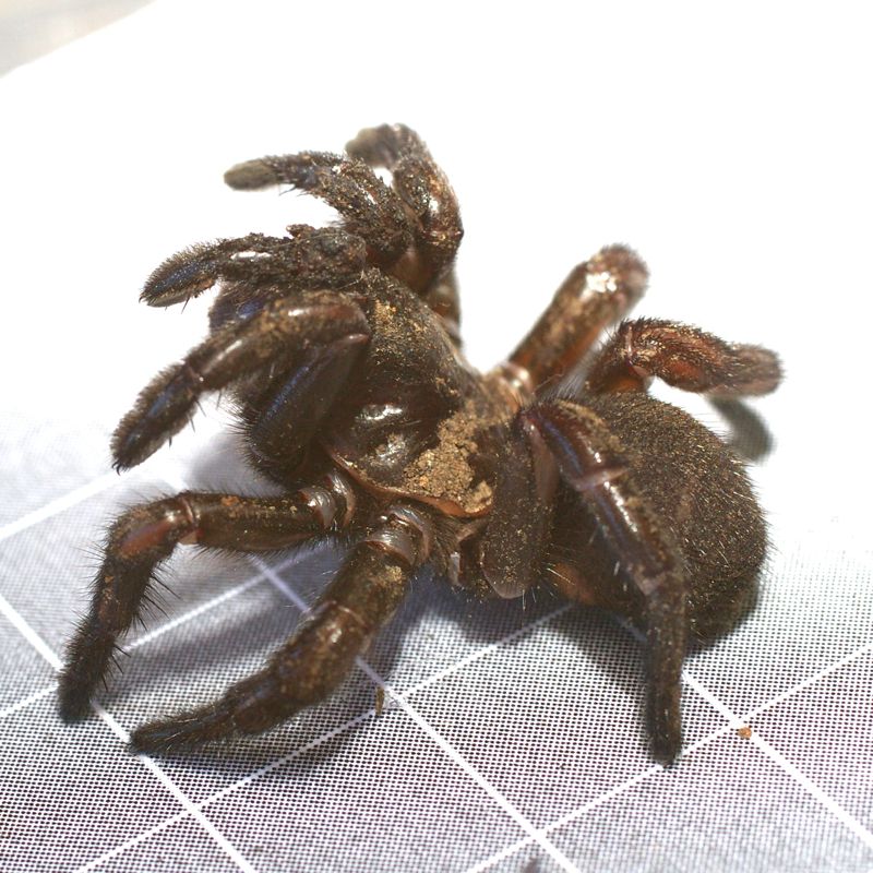 tqsmqnica